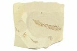 Shale With Dawn Redwood (Metasequoia) Fossils - Montana #356496-1